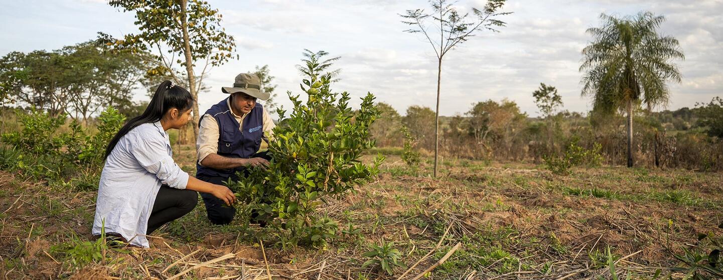 Un agrónomo y un agricultor inspeccionan un joven retoño en un campo rural de Paraguay.