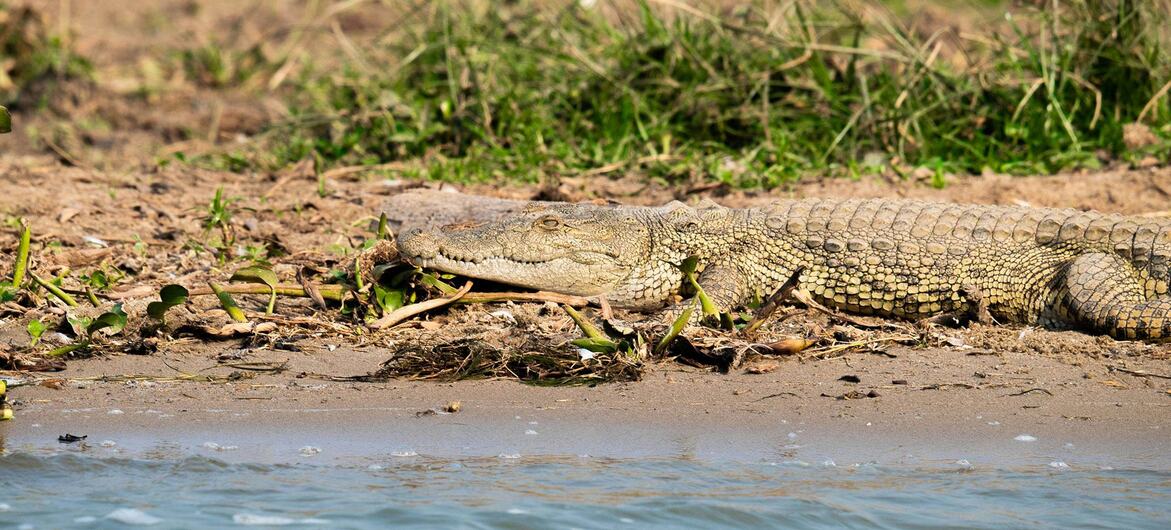 A Nile crocodile rests on a muddy riverbank next to a body of water.