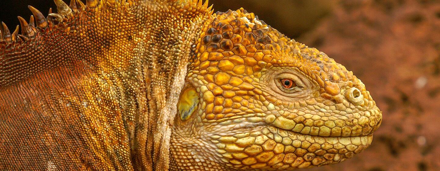 A close-up side profile of a marine iguana with orange and yellow scales, showing its spines and eye.