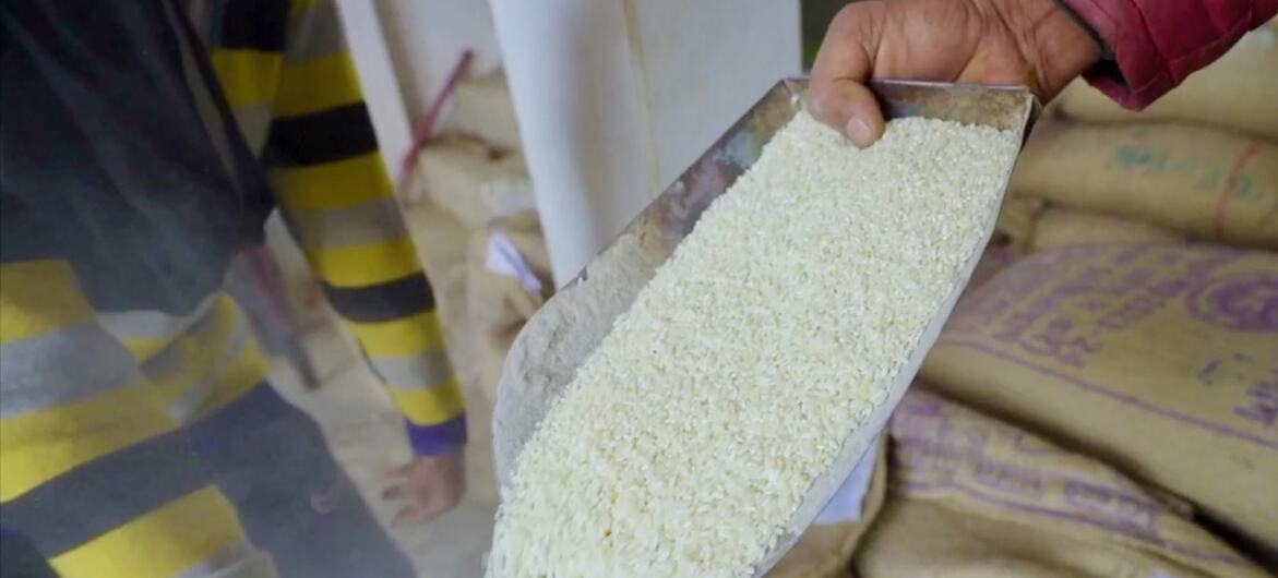 Una persona sostiene una cucharada de arroz blanco fortificado, con grandes sacos de grano al fondo.