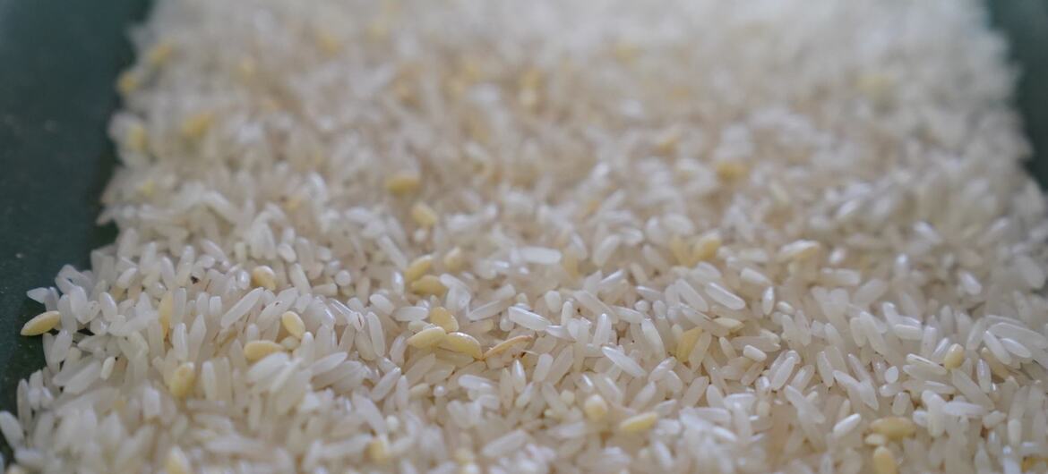 Primer plano de un montón de granos de arroz blanco fortificado con enriquecimientos nutricionales amarillos visibles.
