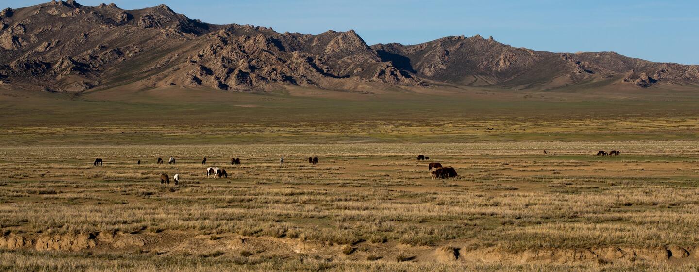 Un vaste paysage aride avec des chevaux qui paissent au premier plan et des montagnes rocheuses à l'arrière-plan, sous un ciel bleu limpide.