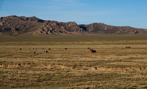 Les terres de parcours pastoral couvrent une part importante du territoire du Botswana. © PNUD
