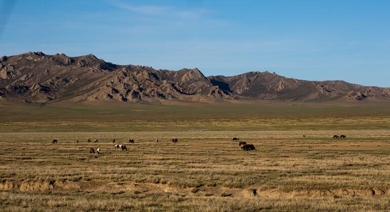 L’herbe sous nos pieds : pourquoi les terres de parcours naturels sont essentielles