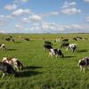 На обширном зеленом лугу под голубым небом с рассеянными облаками пасется стадо черно-белых и коричнево-белых молочных коров.