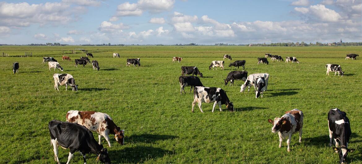 Un rebaño de vacas lecheras blancas y negras, y marrones y blancas, pastan en una vasta pradera verde bajo un cielo azul con nubes dispersas.