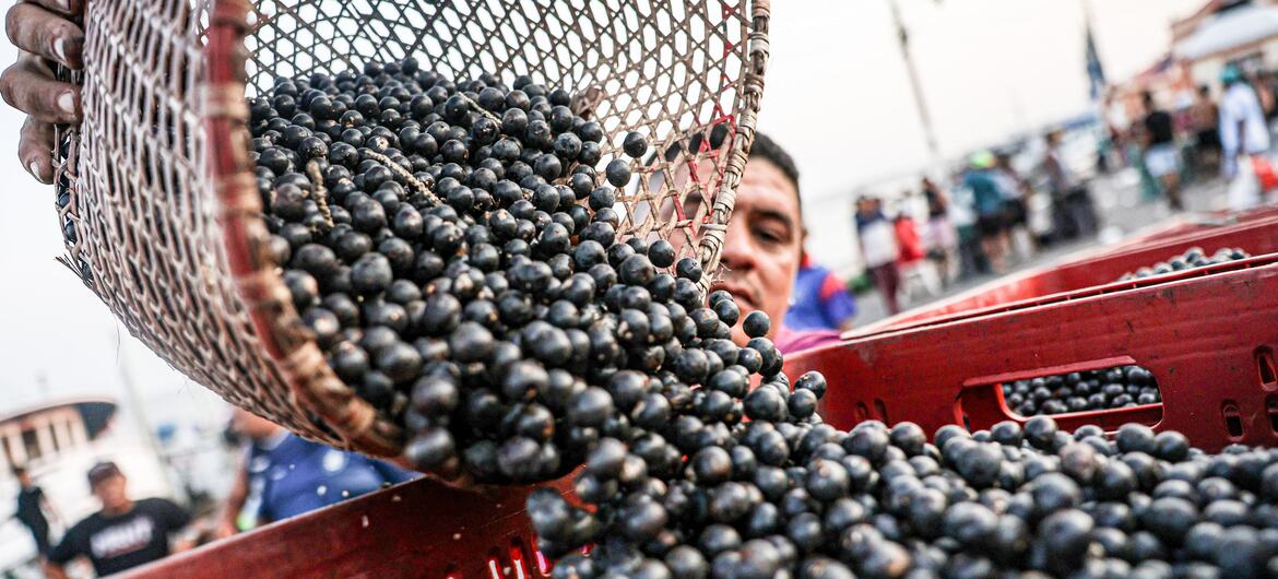 En un mercado, un hombre vierte una cesta llena de bayas de acai de color morado oscuro en una caja roja.