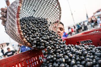 En un mercado, un hombre vierte una cesta llena de bayas de acai de color morado oscuro en una caja roja.