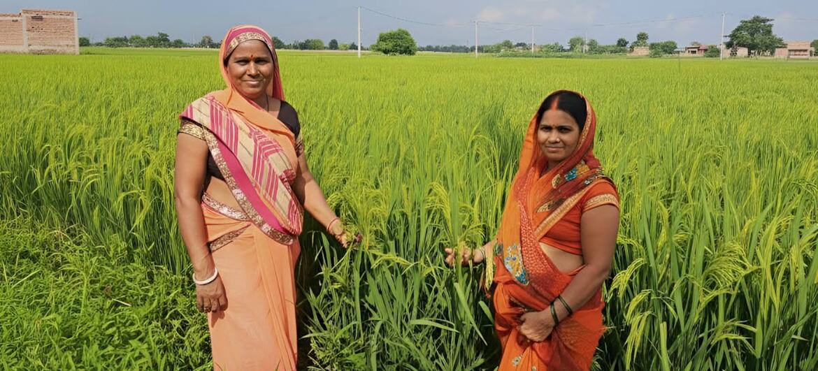 भारत के उत्तर प्रदेश में लहलहाता धान का खेत.