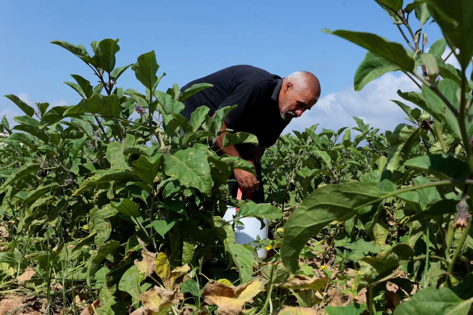 Palestinian farmer Taysir Dahdouh tends to his crops in a field in Gaza.