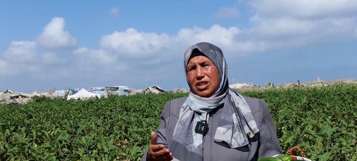 وجيهة تحمل سلة من الخيار في حقل من المحاصيل الخضراء في غزة.