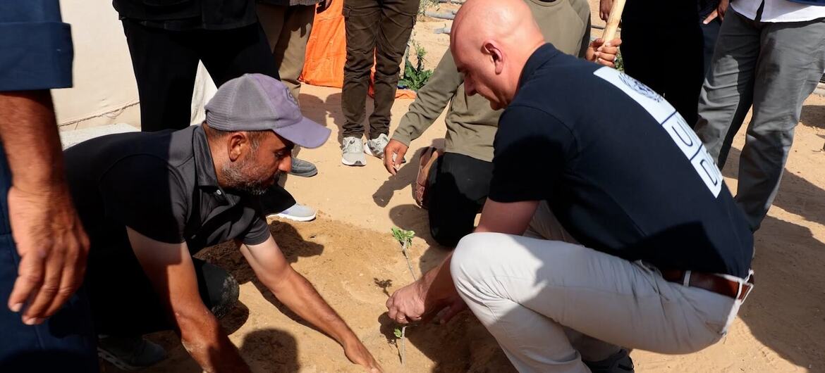 قام الممثل الخاص UNDP، أليساندرو فراكاسيتي، بزراعة شجرة زيتون مع المزارعين في حي زيتون بمدينة غزة.