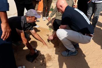 Mwakilishi Maalum UNDP Alessandro Fracassetti akipanda mzeituni na wakulima katika kitongoji cha Zeytun cha Jiji la Gaza.