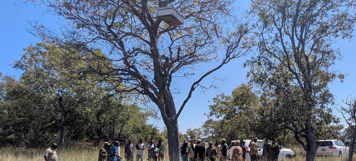 Kundi la watu, wakiwemo walinzi wa mbuga na wageni, wanakusanyika chini ya mti katika shamba lenye nyasi nchini Tanzania ili kutazama mzinga wa nyuki uliowekwa kwenye tawi la mti.