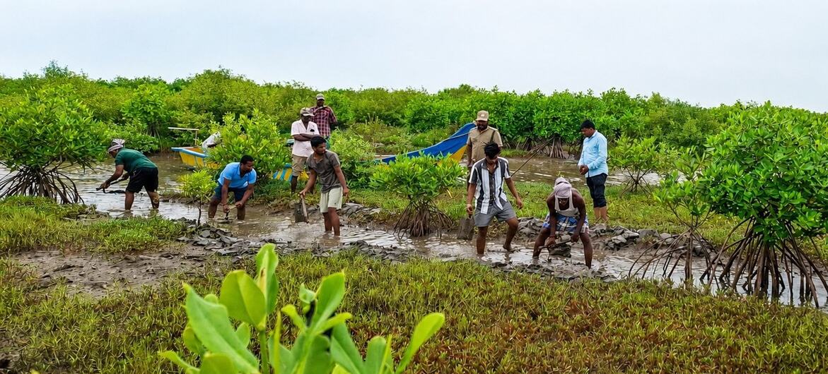 Community members participate in mangrove restoration under the GCF ECRICC Project in Andhra Pradesh in India.