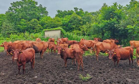 Georgia's New AI Project Could Save Its Native Cattle Breeds