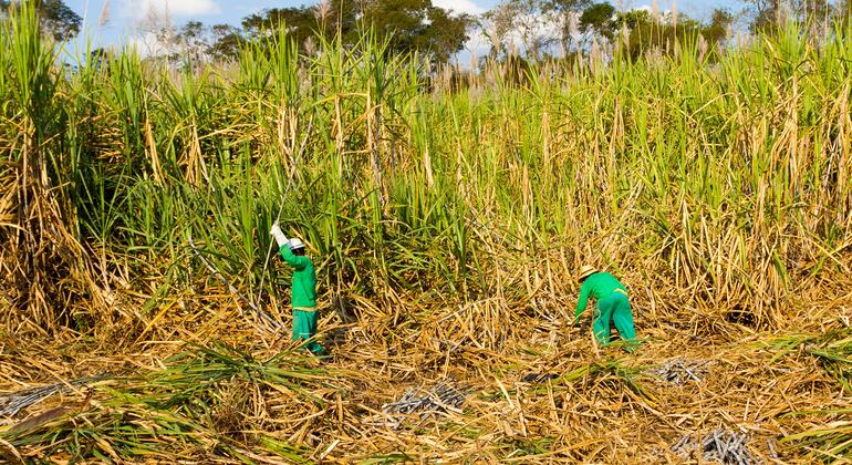un.org - AdobeStock/Ronaldo Almeida - Food prices edged up in July amid heatwaves and energy price hikes