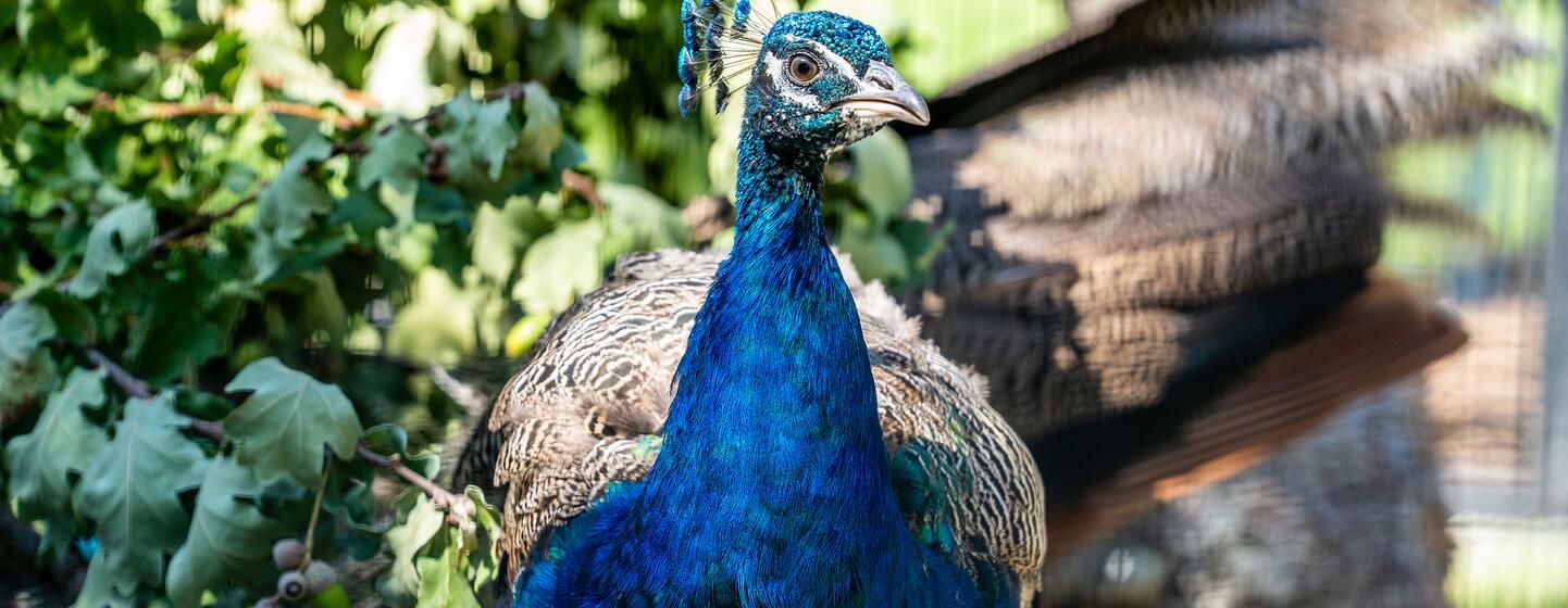 A vibrant peacock stands in a garden at Ariana Park.
