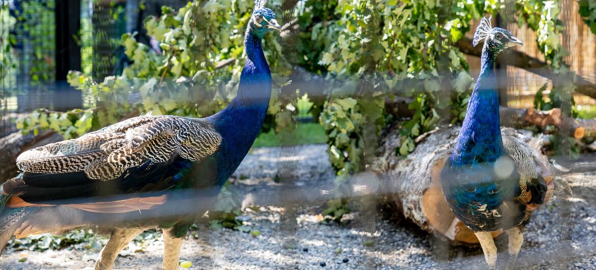Two peacocks standing in a park enclosure at Ariana Park, Geneva.