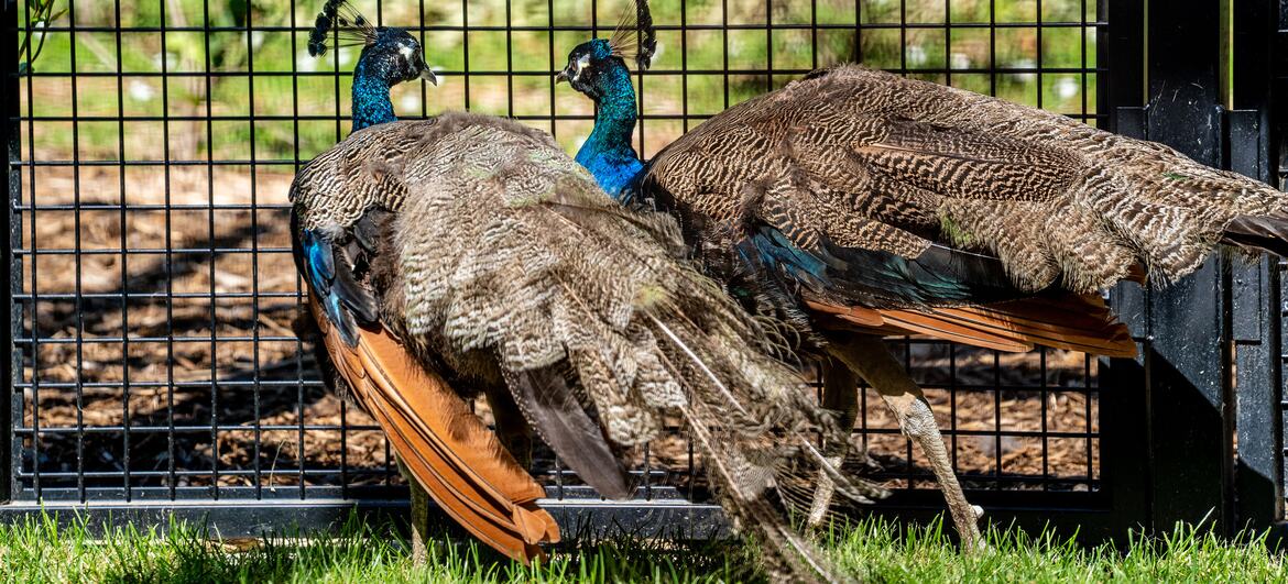 Two peacocks stand on grass next to a black wire fence at Ariana Park in Geneva.