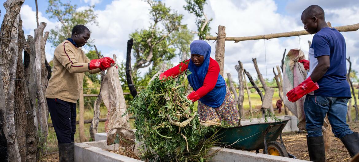 Três agricultores em Angoche, Moçambique, trabalham juntos para encher um cocho com forragem verde para o seu gado.