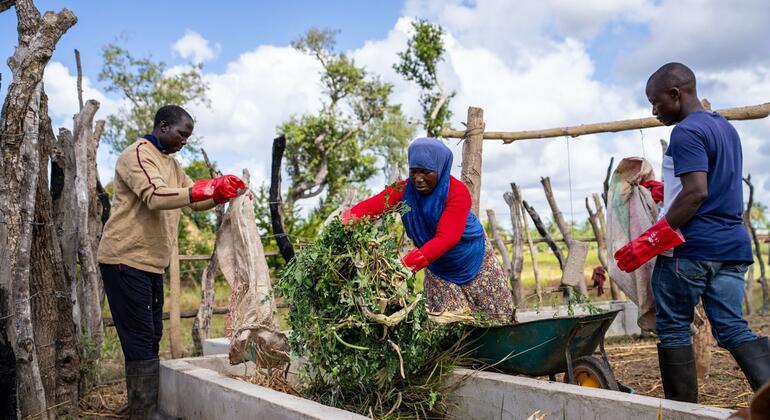Três agricultores em Angoche, Moçambique, trabalham juntos para encher um cocho com forragem verde para o seu gado.