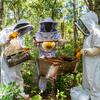 Três apicultores com trajes de proteção trabalham com uma colmeia em uma floresta, inspecionando um quadro de favo de mel.