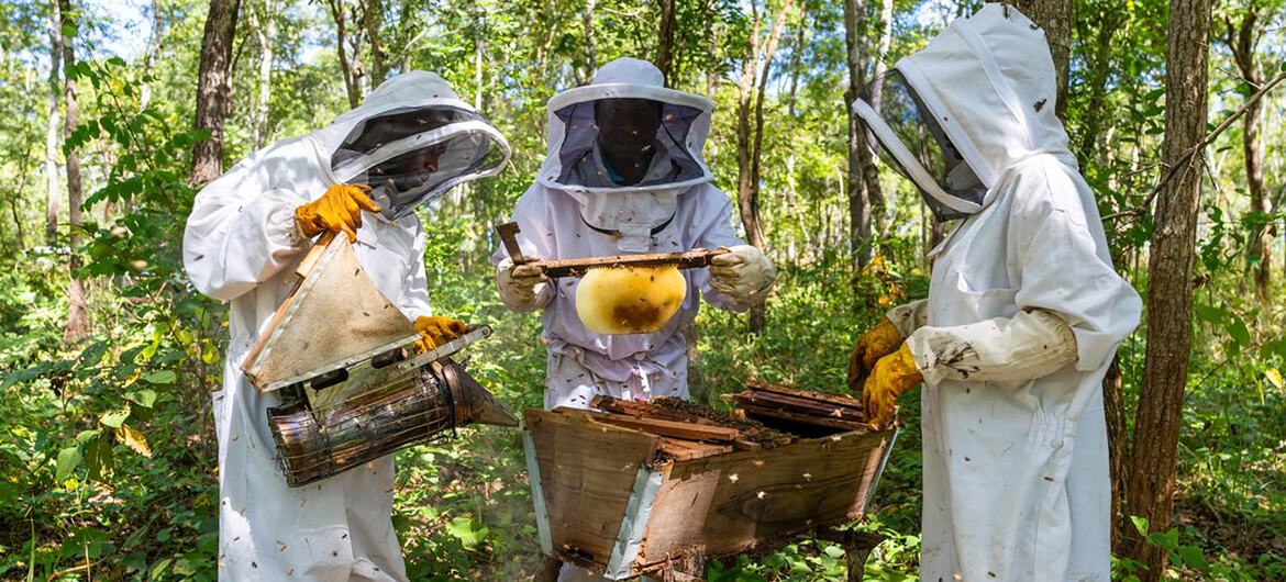 Três apicultores com trajes de proteção trabalham com uma colmeia em uma floresta, inspecionando um quadro de favo de mel.