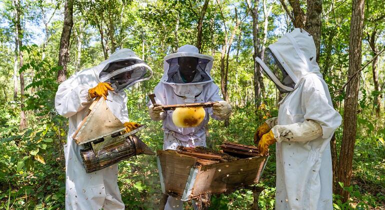 Três apicultores com trajes de proteção trabalham com uma colmeia em uma floresta, inspecionando um quadro de favo de mel.