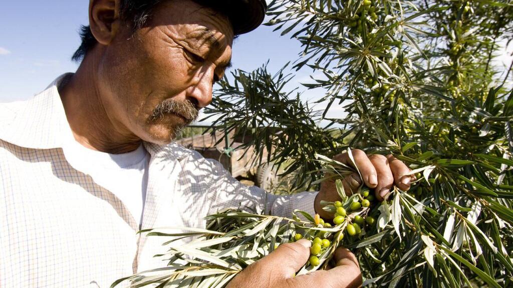 Un hombre de mediana edad con bigote recoge pequeñas aceitunas verdes de un arbusto frondoso bajo la luz del sol.