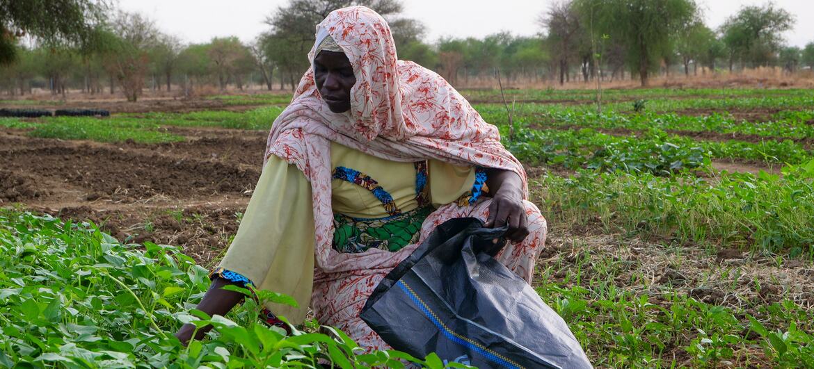 An elderly African woman wearing a floral headscarf and yellow dress kneels in a cultivated field near Mongo, Chad, holding a black plastic bag while working among rows of young green crops.