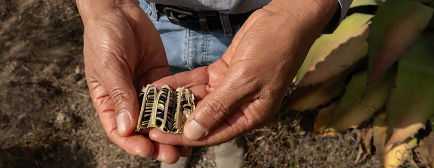 Una persona con una camisa azul claro sostiene un manojo de trozos de hojas secas de agave entre las manos, ahuecadas, al aire libre en un campo seco.