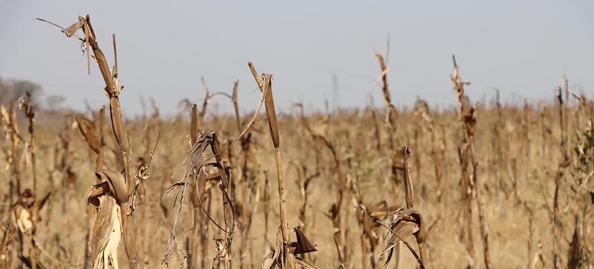 Hastes de milho murchas e ressecadas se erguem em um campo árido sob um céu enevoado, evidenciando a perda da safra devido à seca no distrito de Guro, província de Manica, Moçambique.