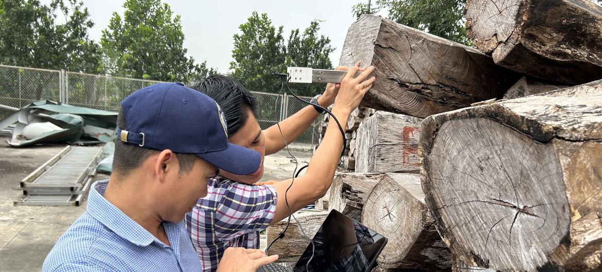 A man in a blue cap and a woman in a plaid shirt operate a laptop and a handheld scanner attached to a stack of cut logs.