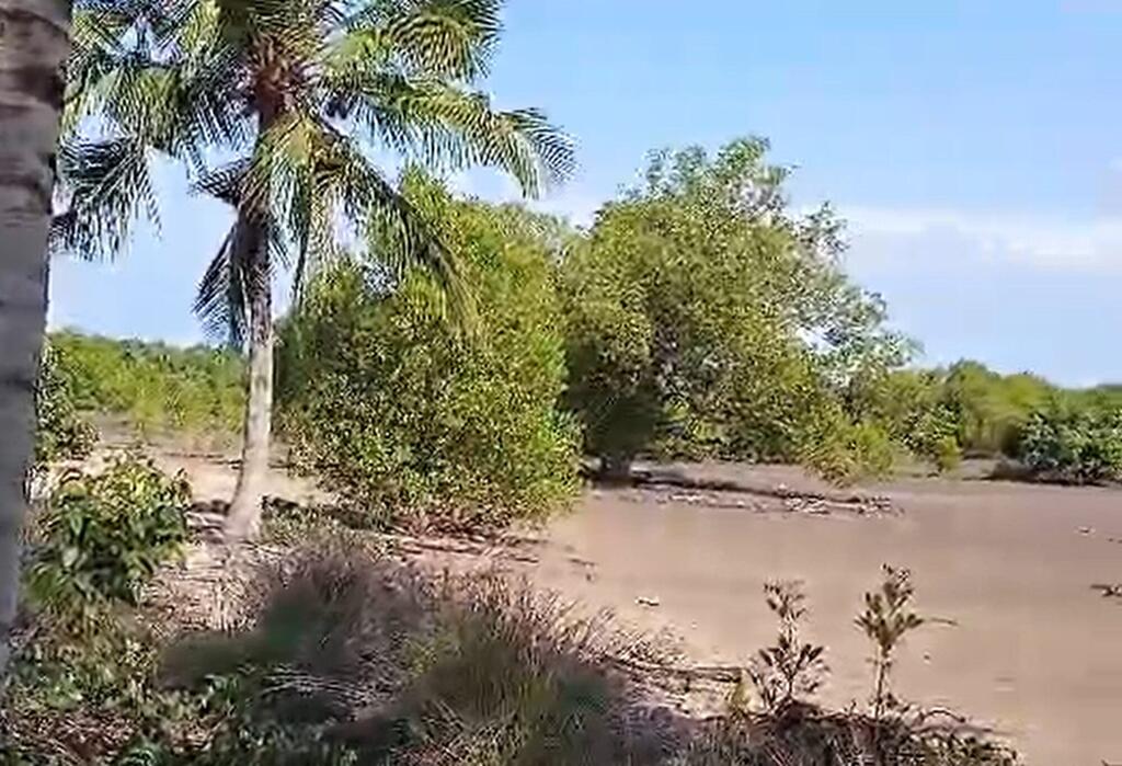 Des cocotiers et une dense végétation de mangrove bordent un cours d'eau boueux soumis aux marées à Pangani, sous un ciel d'un bleu limpide.