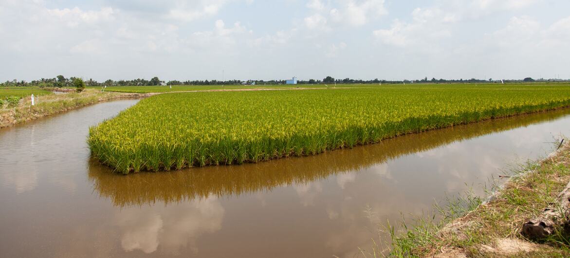 Green rice paddies bordered by brown irrigation canals under a partly cloudy sky in Ca Mau, Mekong Delta.