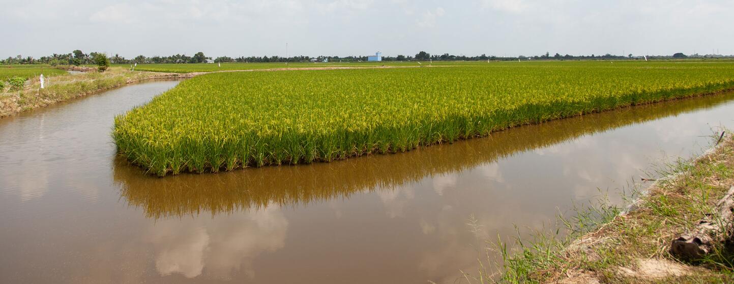 Green rice paddies bordered by brown irrigation canals under a partly cloudy sky in Ca Mau, Mekong Delta.