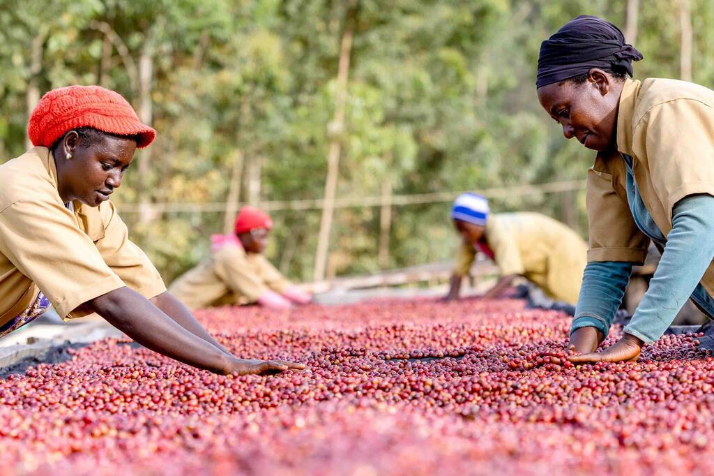 Wanawake wa Kiafrika waliovalia vitambaa vya kichwani na mashati ya kazi wakipanga matunda mekundu ya kahawa yaliyotawanywa kwenye vitanda vya kukaushia kwenye shamba la vijijini, huku miti ya kijani ikiwa nyuma.