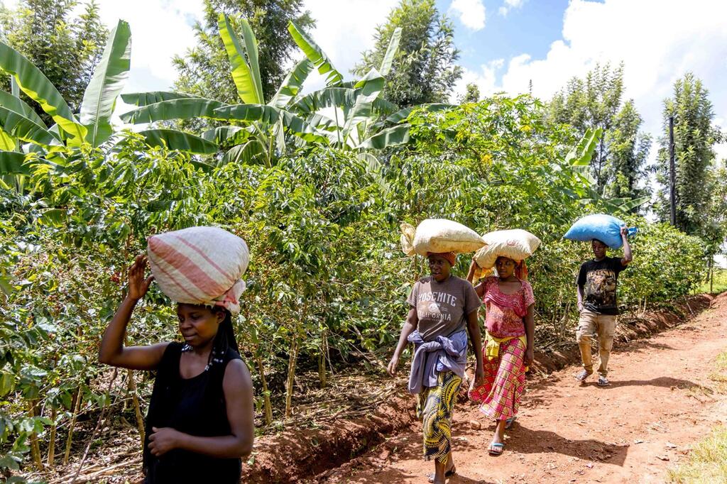 Wafanyakazi wanne Weusi wa shambani hubeba magunia vichwani mwao kando ya njia ya vumbi kando ya mazao ya kijani kibichi na miti ya ndizi.