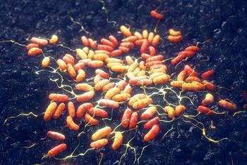 Three-dimensional medical illustration of orange and red rod-shaped Yersinia pestis plague bacteria scattered across a dark blue textured surface with thin yellow filament strands.