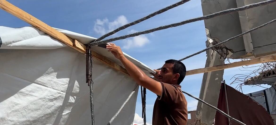 A Middle Eastern man on a wooden ladder attaches white tarpaulin to a makeshift shelter frame of metal rods and wood near damaged concrete buildings in Gaza.