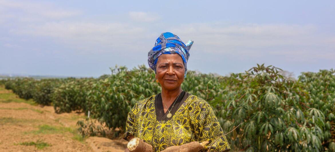 Uma mulher negra africana, com um turbante azul e um vestido amarelo estampado, segura raízes de mandioca recém-colhidas em um campo de mandioca.