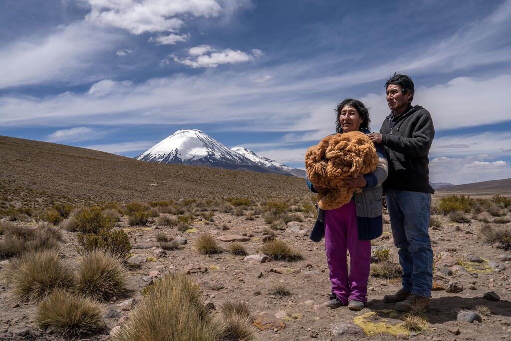 Sixtahuella Flores sostiene un gran manojo de fibra de vicuña cruda en sus manos, de pie junto a su esposo en Pampa Uta, cerca del volcán nevado de Chungará, en el Parque Nacional Lauca, Chile, el 5 de noviembre de 2025.