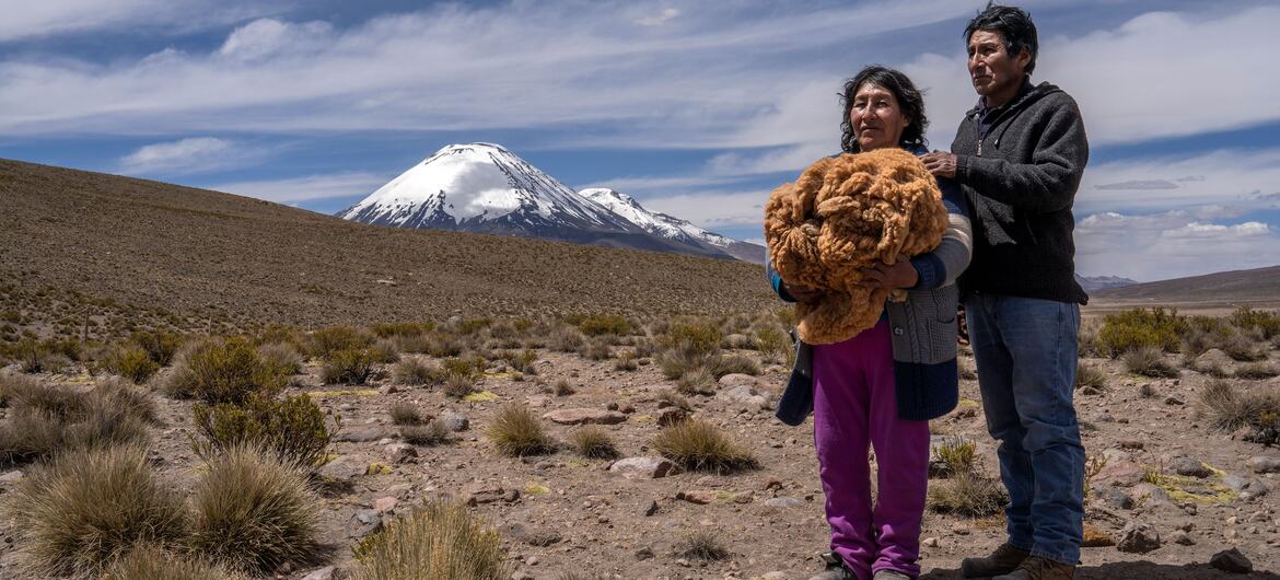 Sixtahuella Flores holds a large bundle of raw vicu&ntilde;a fiber in her hands, standing next to her husband in Pampa Uta, near the snow-capped volcano of Chungar&aacute; in Lauca National Park, Chile, on November 5, 2025.