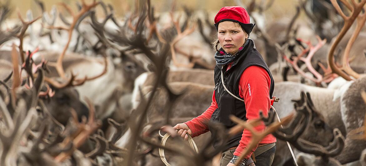 A Sami woman in traditional red headwear and clothing stands amidst a large herd of reindeer in the Lappland region of Sweden.