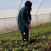 Una agricultora africana trabaja con una azada dentro de un invernadero en el campo de refugiados de Kakuma en Kenia, cuidando hileras de jóvenes cultivos verdes.