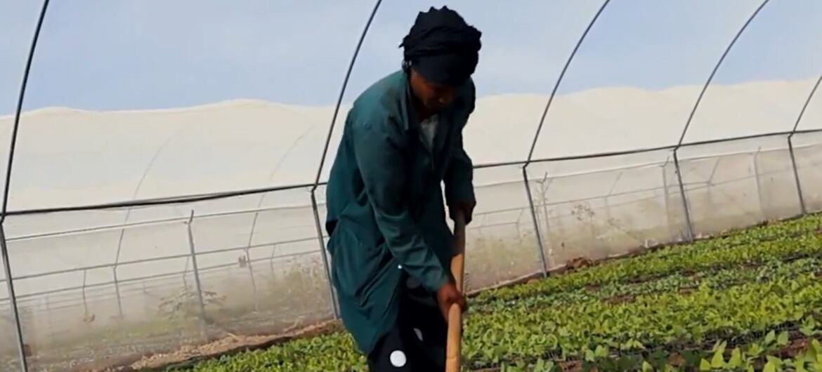 Una agricultora africana trabaja con una azada dentro de un invernadero en el campo de refugiados de Kakuma en Kenia, cuidando hileras de jóvenes cultivos verdes.