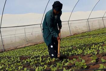 Una agricultora africana trabaja con una azada dentro de un invernadero en el campo de refugiados de Kakuma en Kenia, cuidando hileras de jóvenes cultivos verdes.