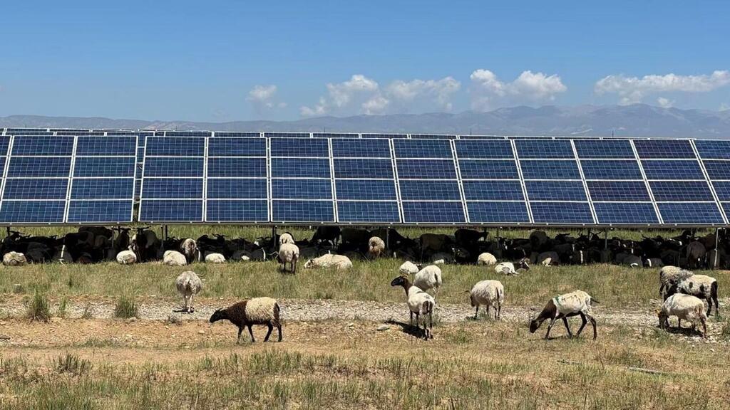 Un rebaño de ovejas pastora en un campo frente a una gran granja solar bajo un cielo azul claro con montañas en la distancia.
