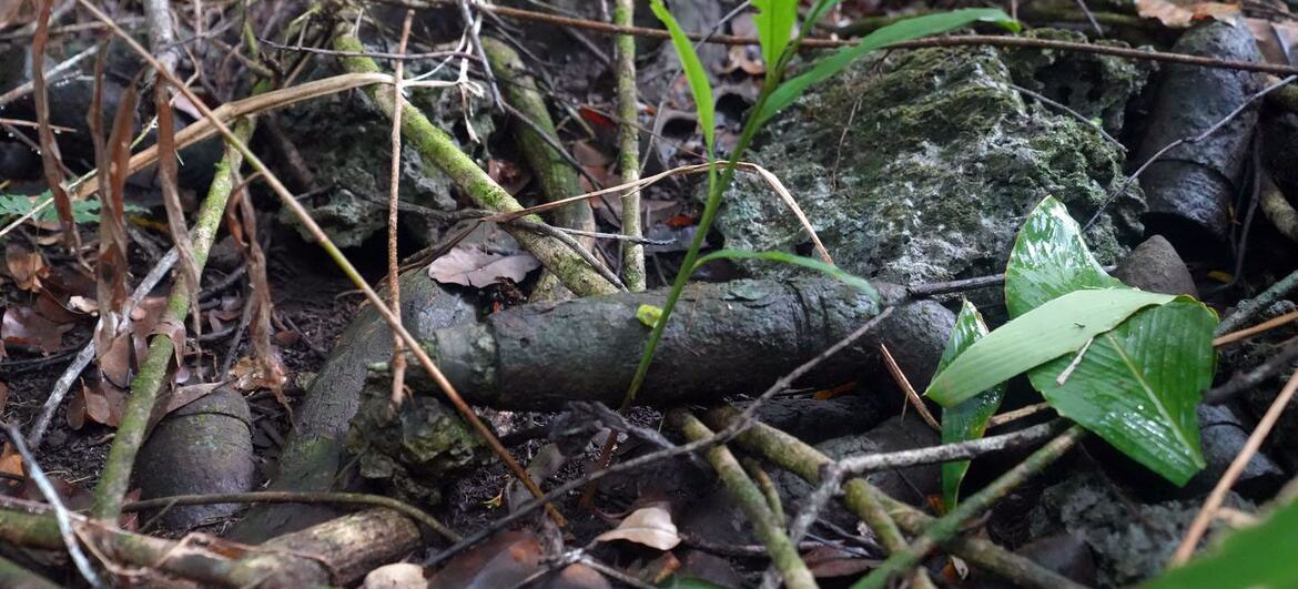 A rusted piece of WWII ordnance or landmine partially buried in the forest floor of the Solomon Islands, surrounded by jungle vegetation and debris.